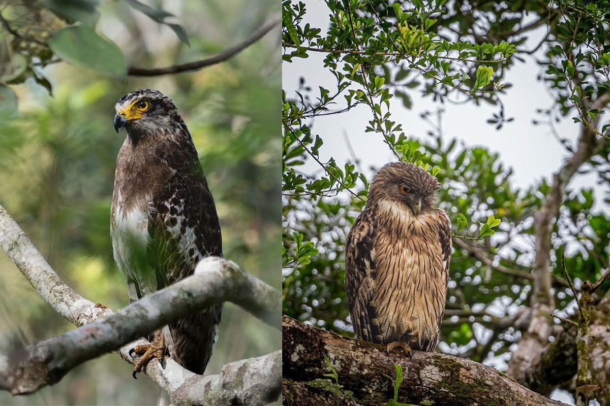 Rainforest Wildlife — Sinharaja Rainforest Discovery Sri Lanka