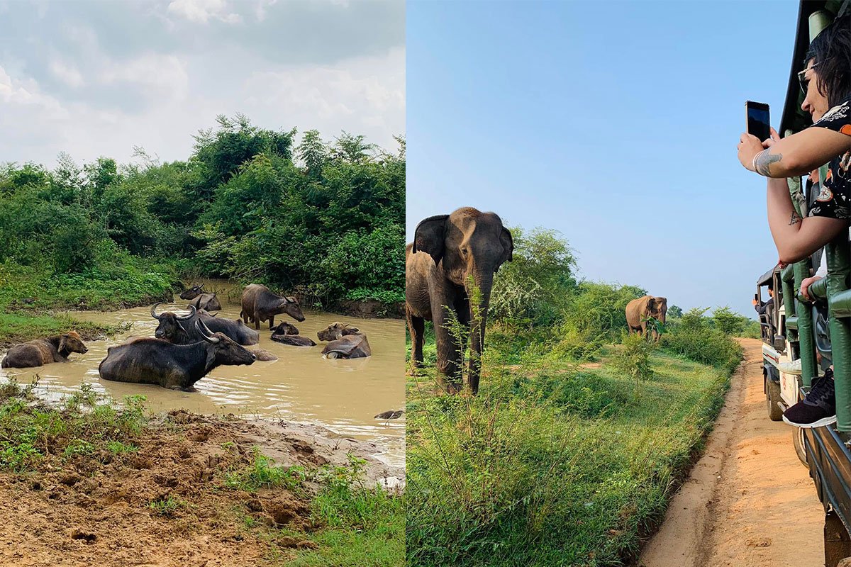 Elephant Transit Home — Udawalawe Elephant Safari Day Tour Sri Lanka